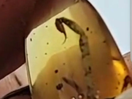 “Is That a Scorpion in Amber?” – A Collector's First Visit to the Amber Office
