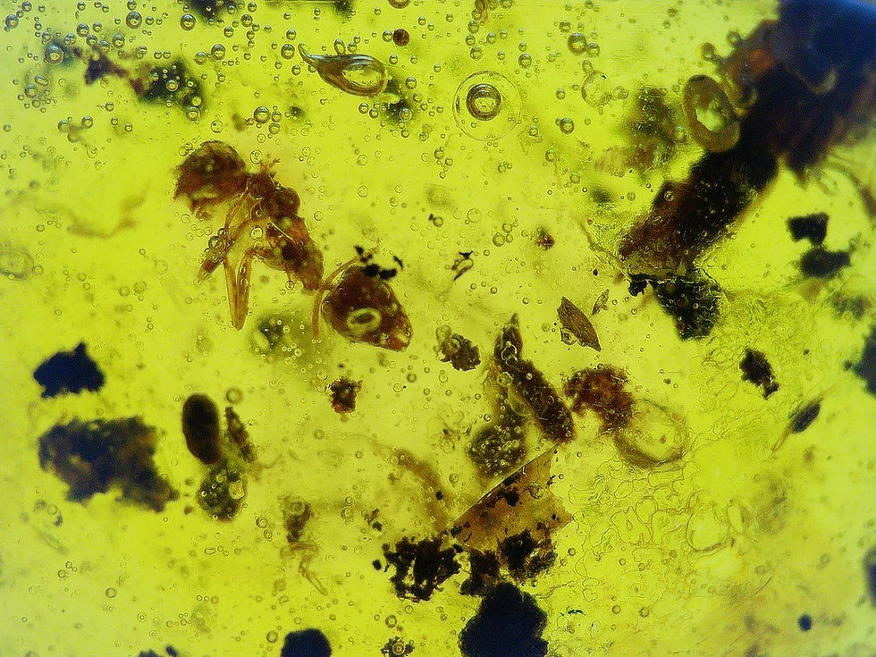 Dominican Amber with several inclusions under microscope