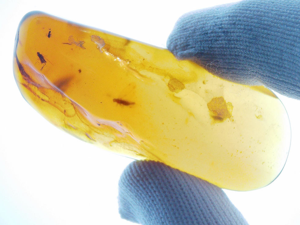 Thumbnail: Burmese amber with fly held by two fingers