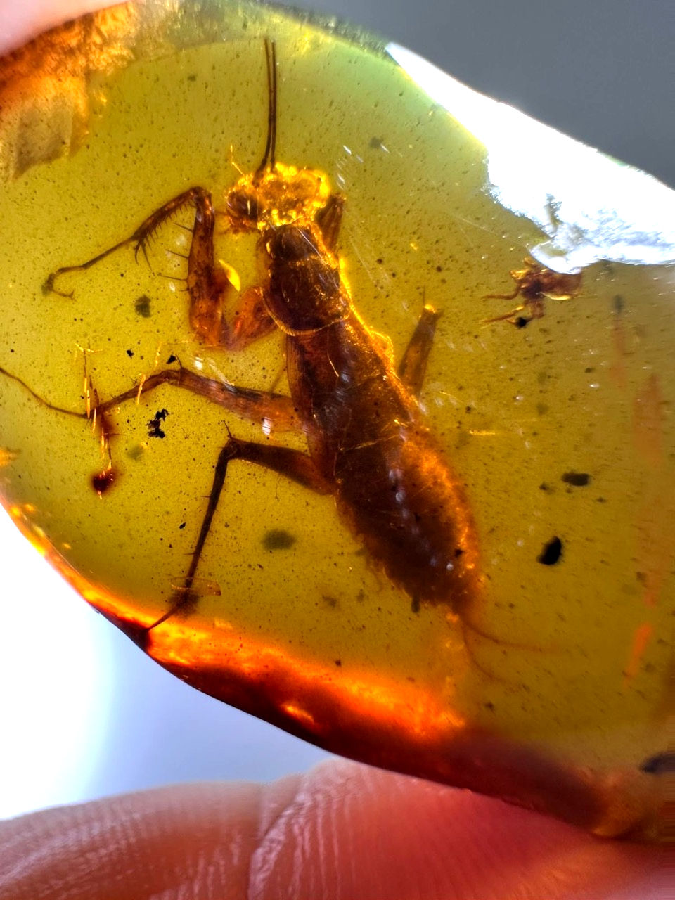 full praying mantis in amber