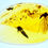 Thumbnail: Burmese Amber with mosquito inclusion displayed on a light board