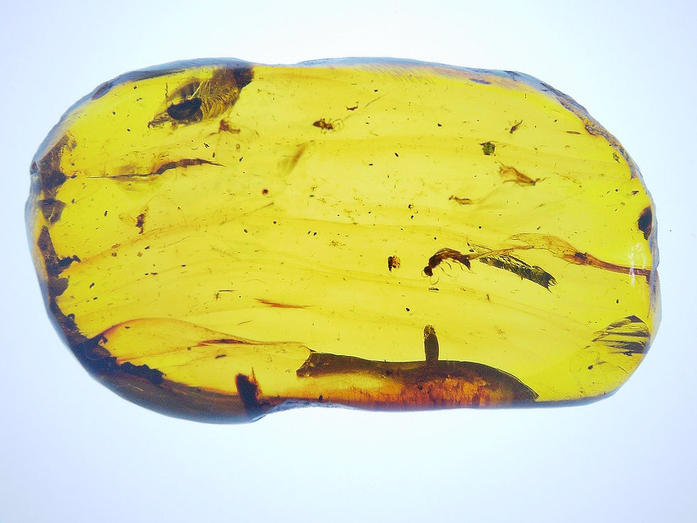 Thumbnail: Burmese amber with wasp over light board