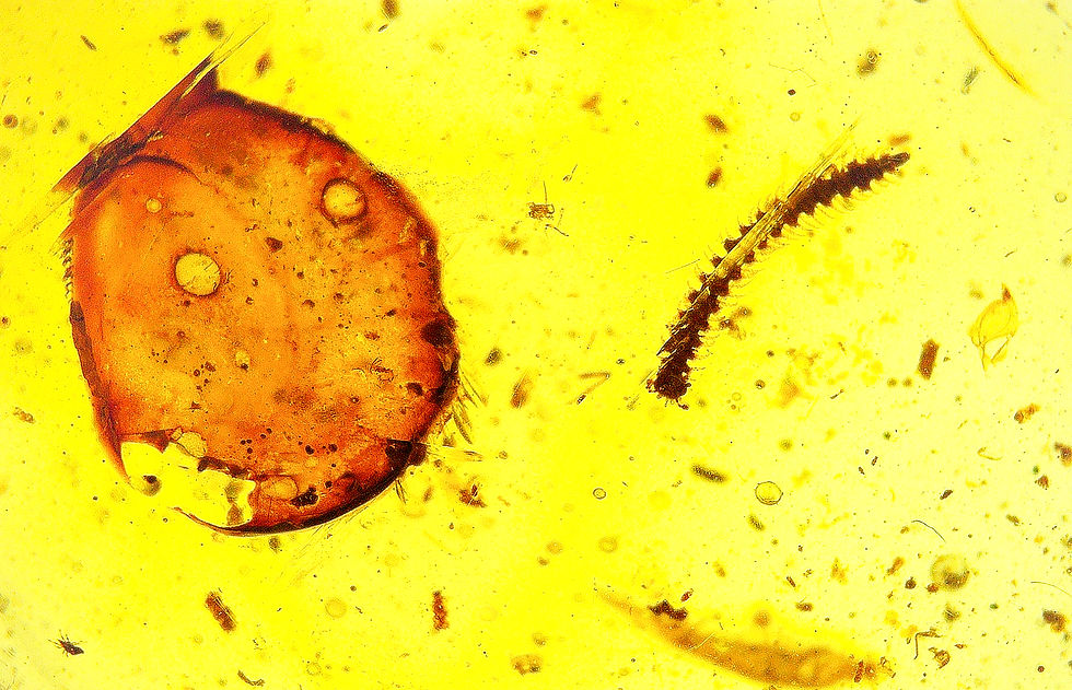 Thumbnail: Amber with insects #2187 • Burmese amber with scorpion inclusion