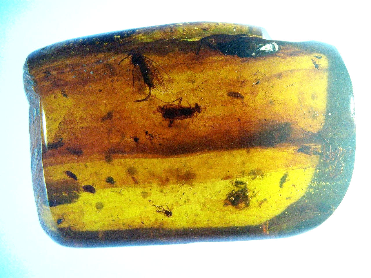 parasite leaving fly in amber