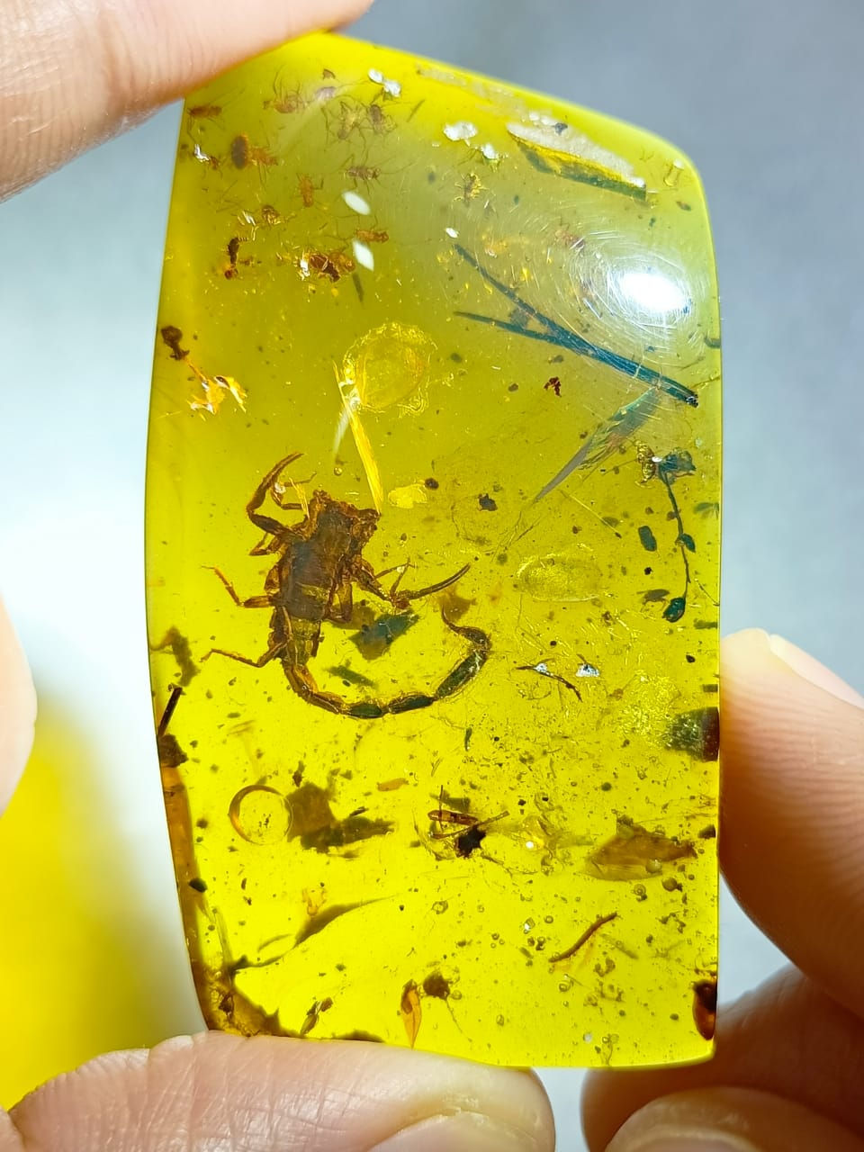 Rare Museum Grade in Burmese Amber 