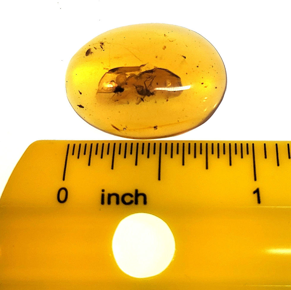 Thumbnail: Burmese amber with insects mosquito and spider over a ruler