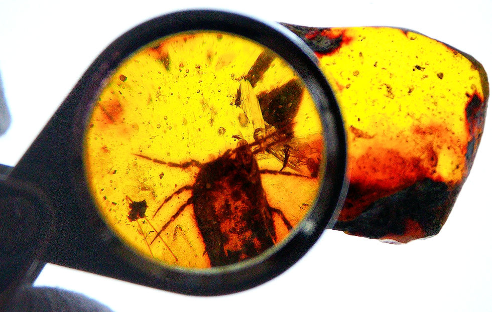 Thumbnail: Amber with insects #3045 • Burmese amber with tick