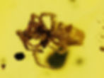 Burmese amber with spider under microscope