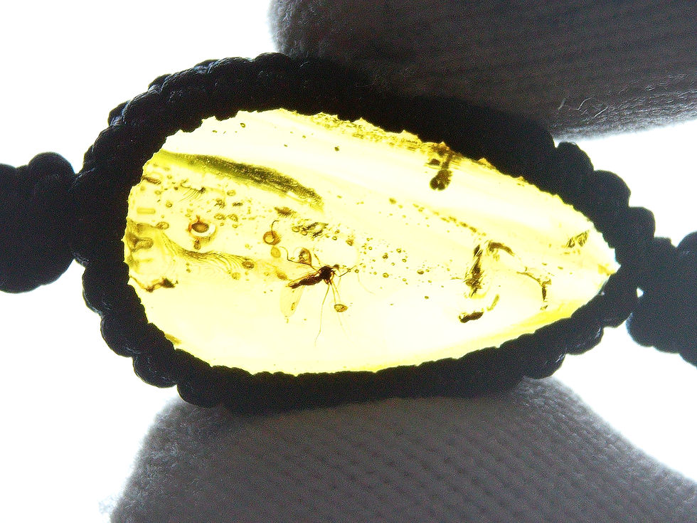 Thumbnail: Burmese amber with mosquito on bracelet held by two fingers