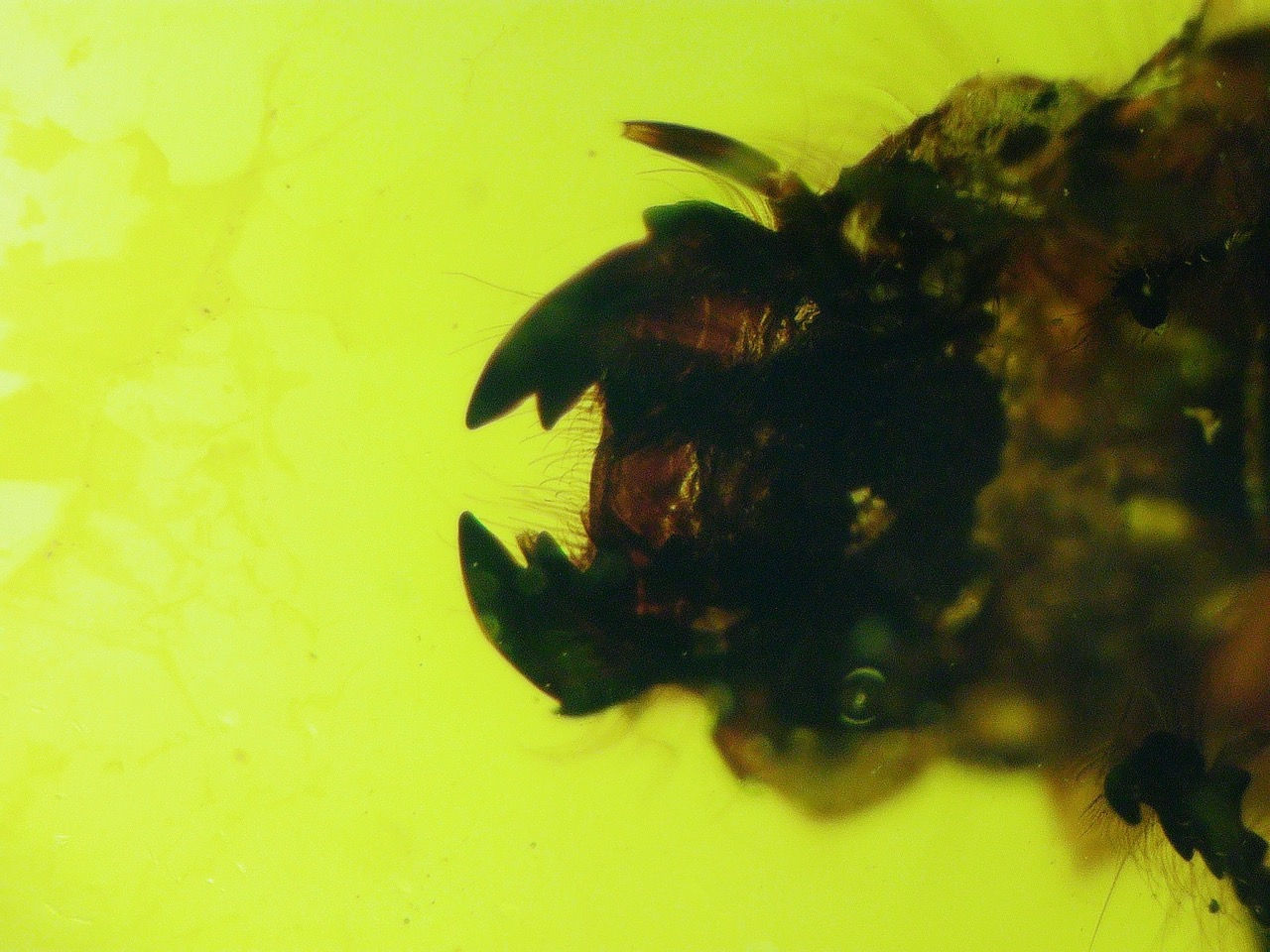 beetle mandibles in amber