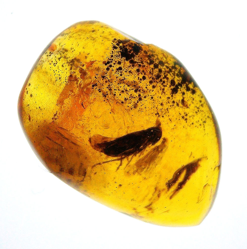 Dominican Amber with plant hopper over light board
