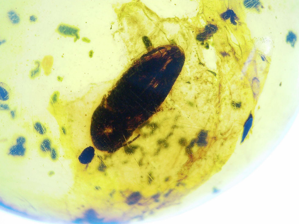 Burmese amber with beetle and moth under microscope