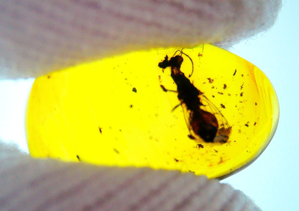 Thumbnail: Burmese Amber with wasp inclusion held between two fingers