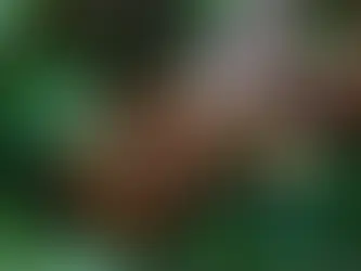 How does amber form?