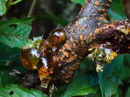 How does amber form?