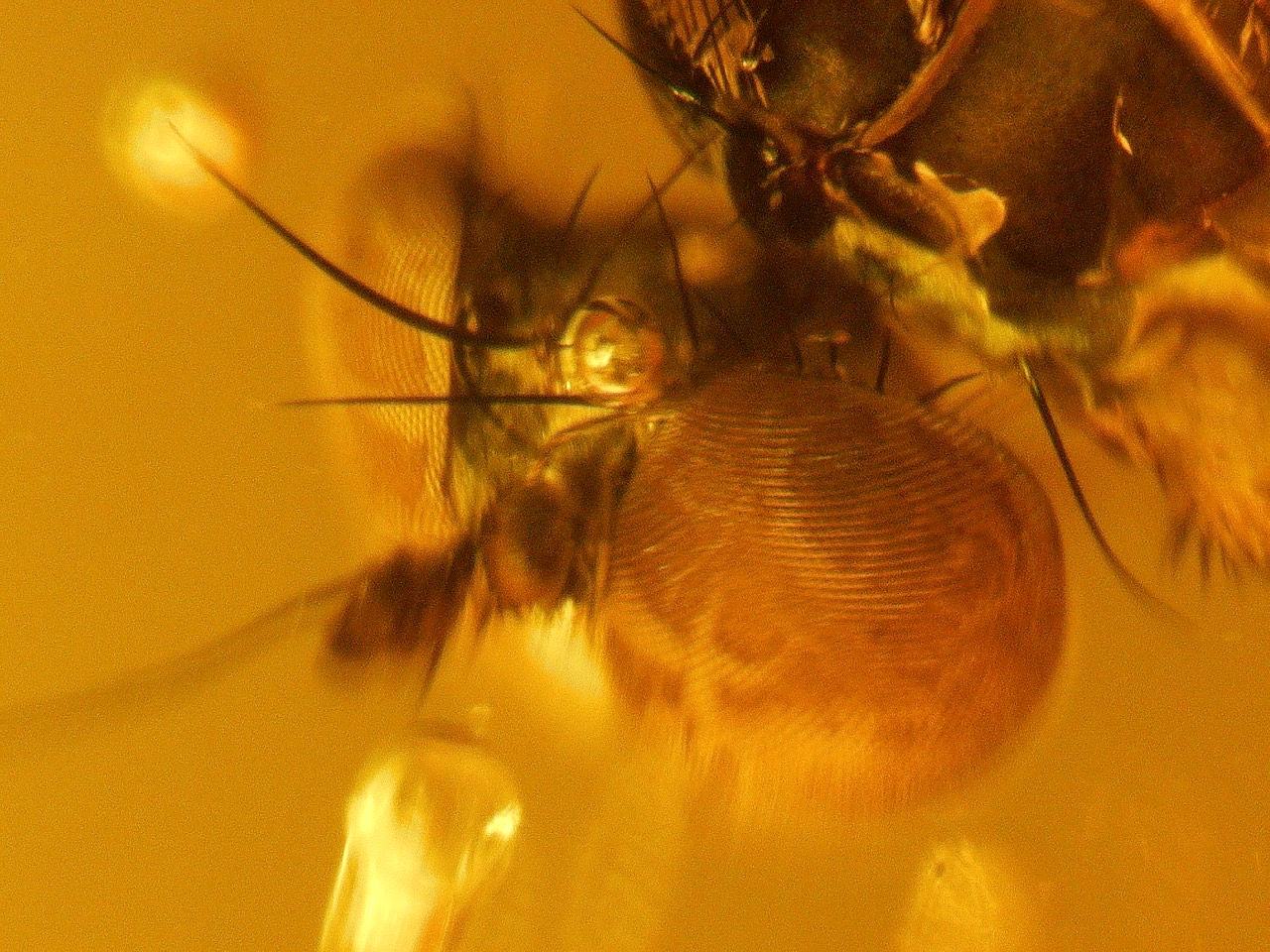  flies covered in bubbles