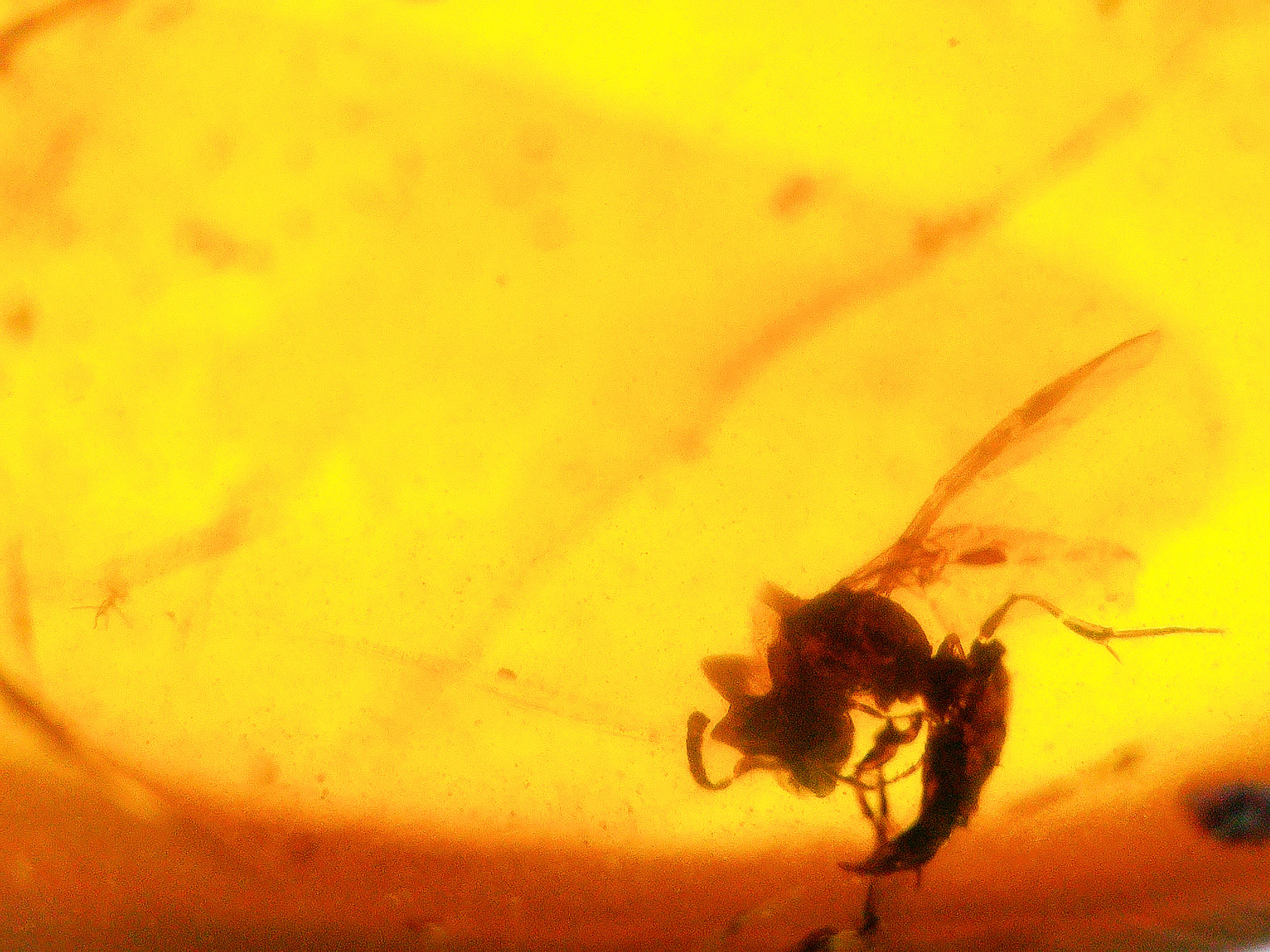 Burmese amber with wasp inclusion under a microscope