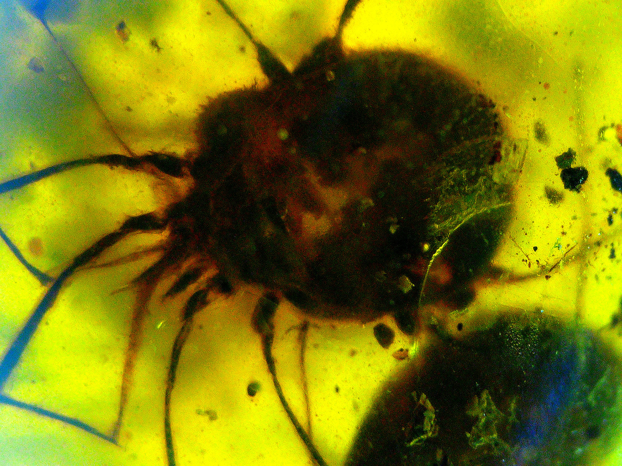 Burmese Amber with ticks inclusion under a microscope