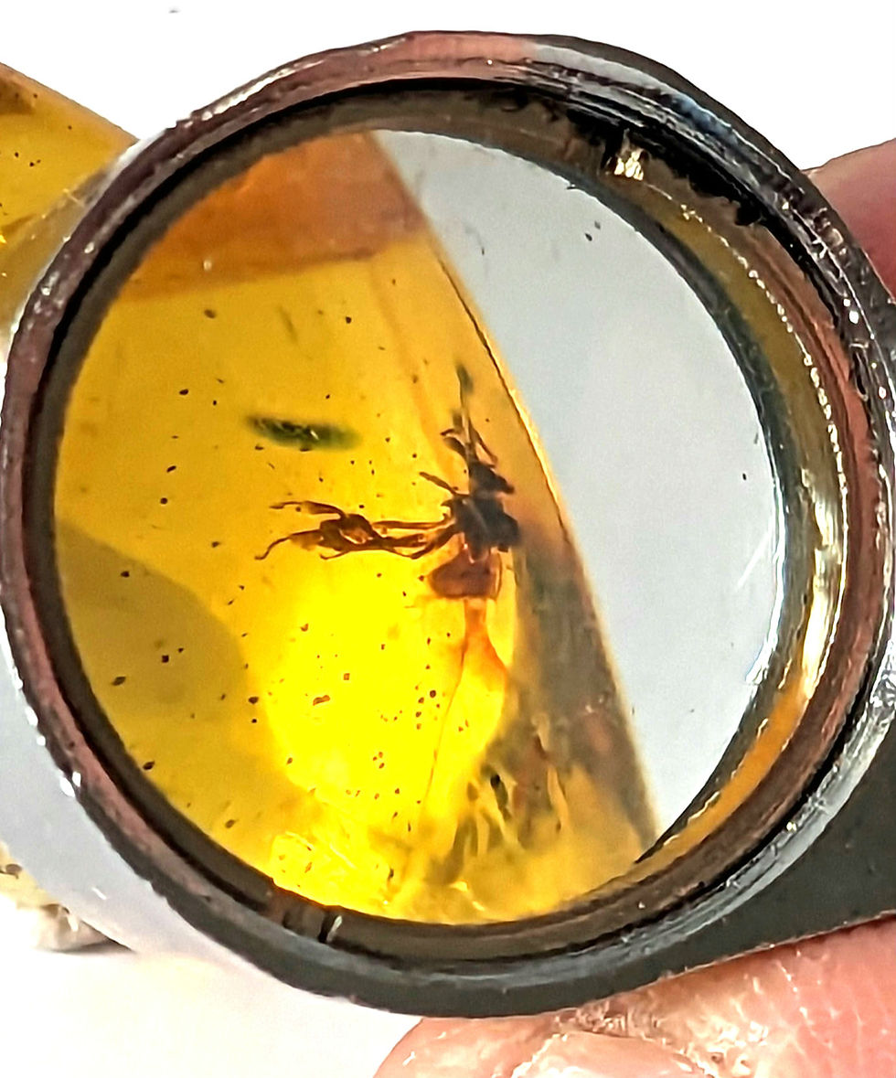 Thumbnail: Amber with Insects • #598 Unidentified Insect and Flow lines