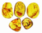 Group of 5 Dominican Amber with insects inclusion displayed on a light board