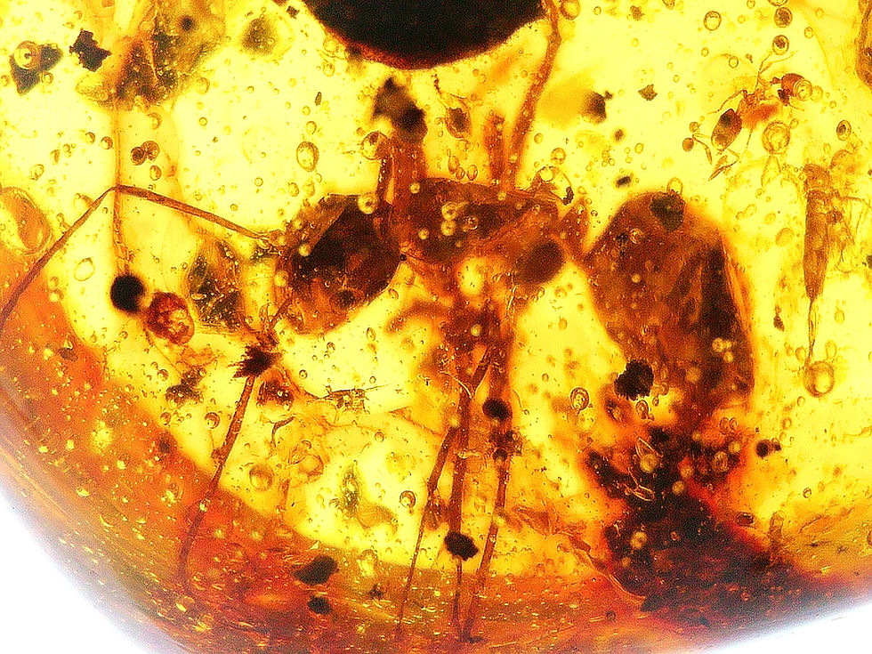 Thumbnail: Dominican Amber with insects inclusion under a microscope