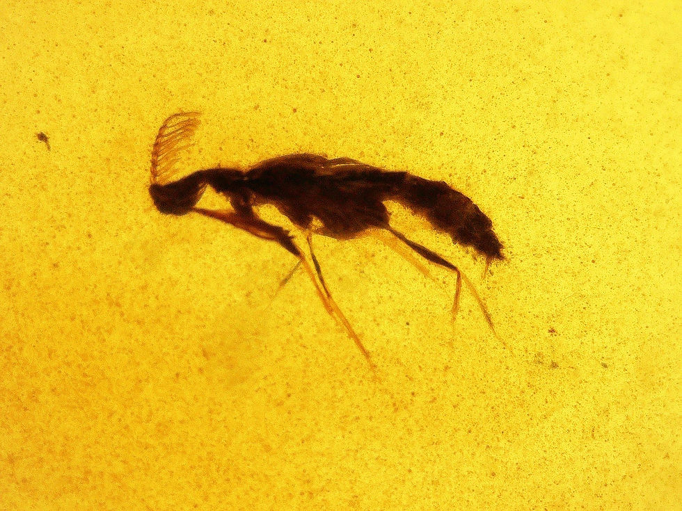 Burmese amber with Diptera under microscope