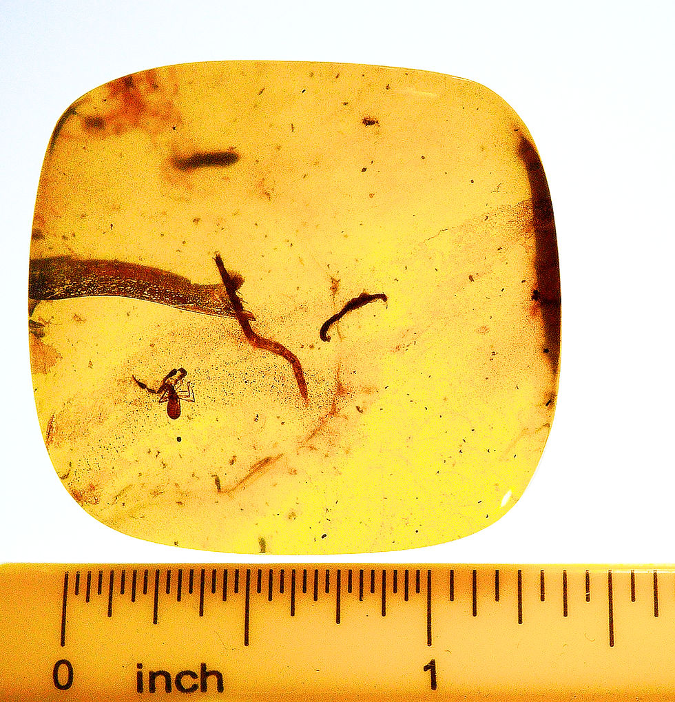 Thumbnail: Burmese Amber with pseudoscorpion inclusion next to a ruler