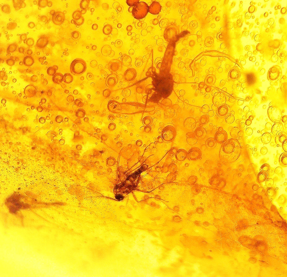 Dominican Amber with mosquitos under microscope