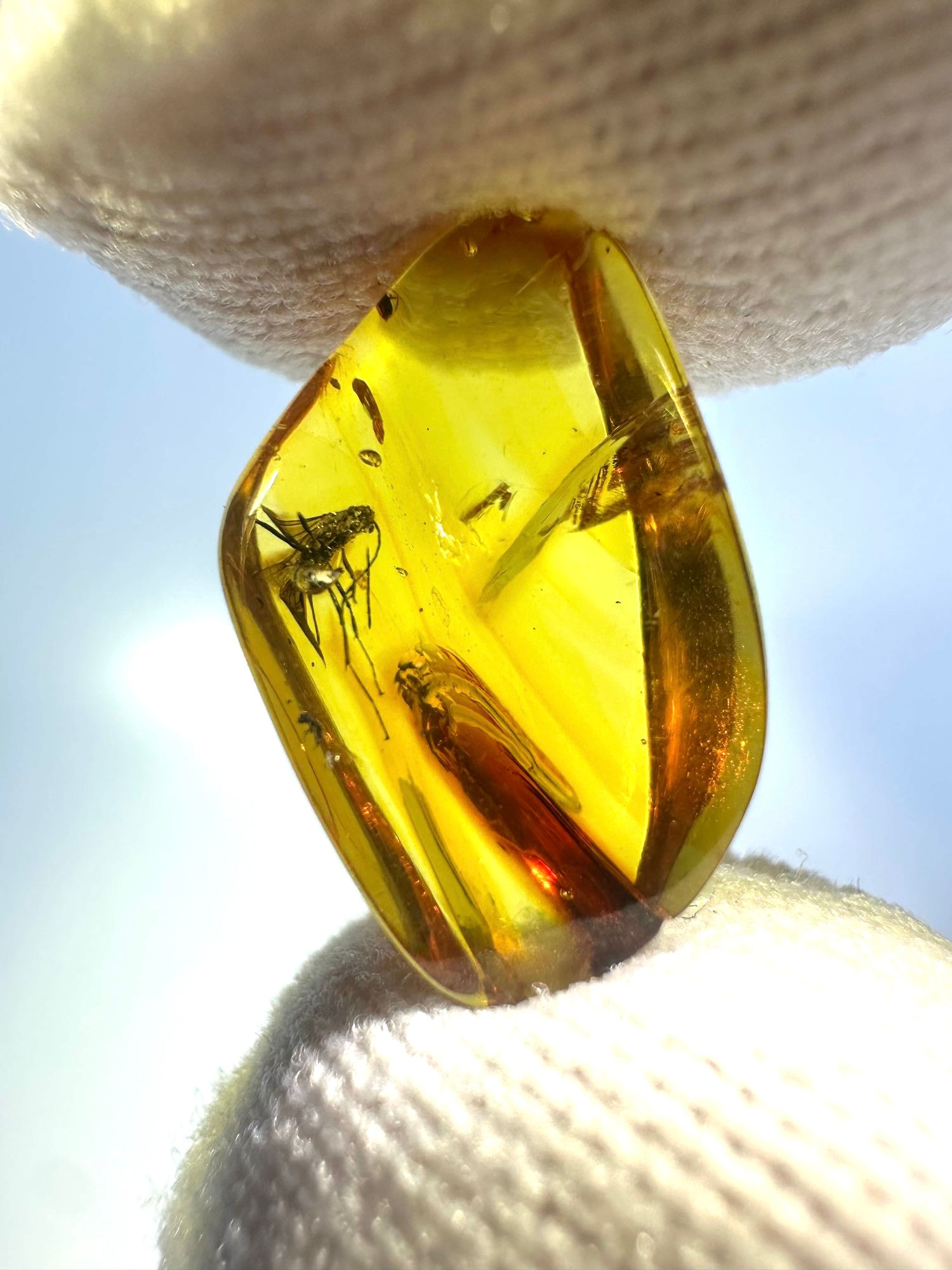 Dominican amber with wasp held by two fingers
