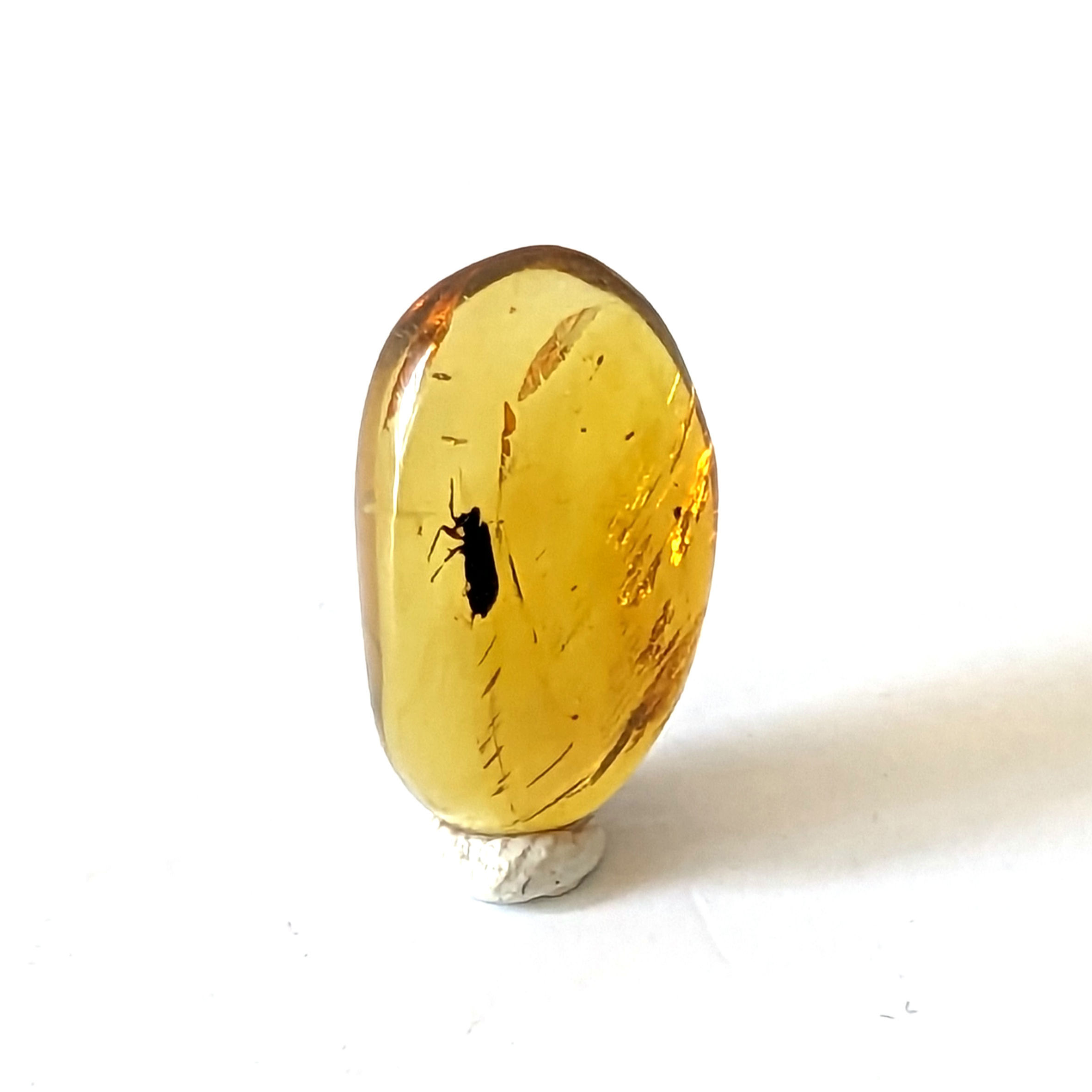 Amber with Insects #576 Beetle