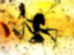 Dominican Amber with female warrior ant inclusion under a microscope