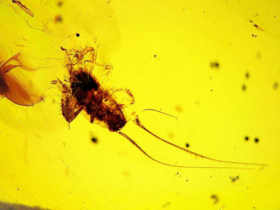 Burmese amber with cockroach inclusion under a microscope