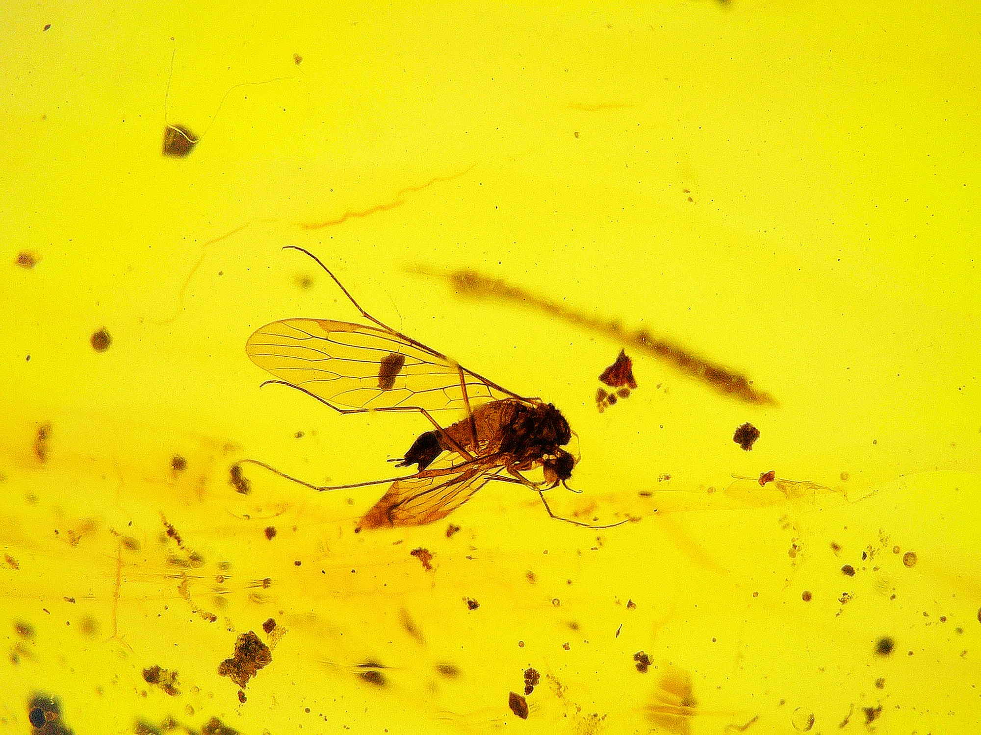 Amber with insects #2191 • Burmese amber with fungus gnat inclusion