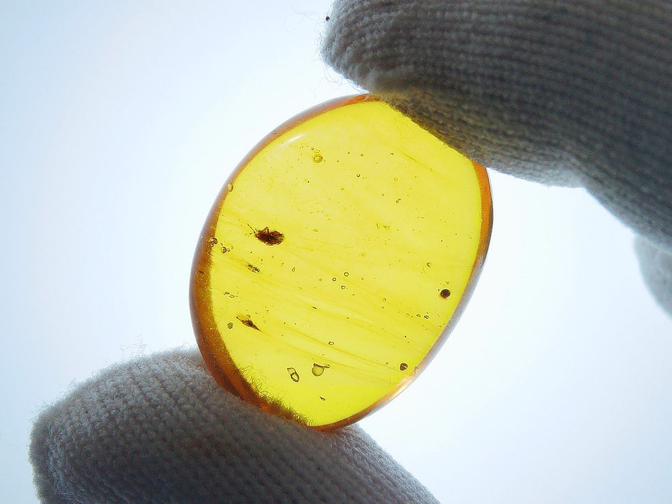 Thumbnail: Burmese amber with plant hopper and moth held by two fingers
