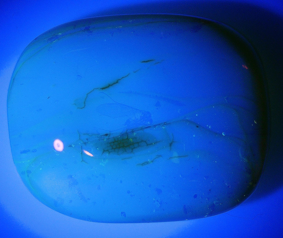 Thumbnail: Amber with insects #2191 • Burmese amber with fungus gnat inclusion