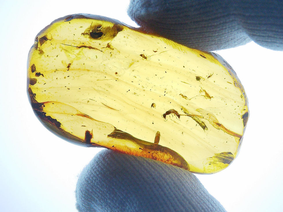 Thumbnail: Burmese amber with wasp held by two fingers
