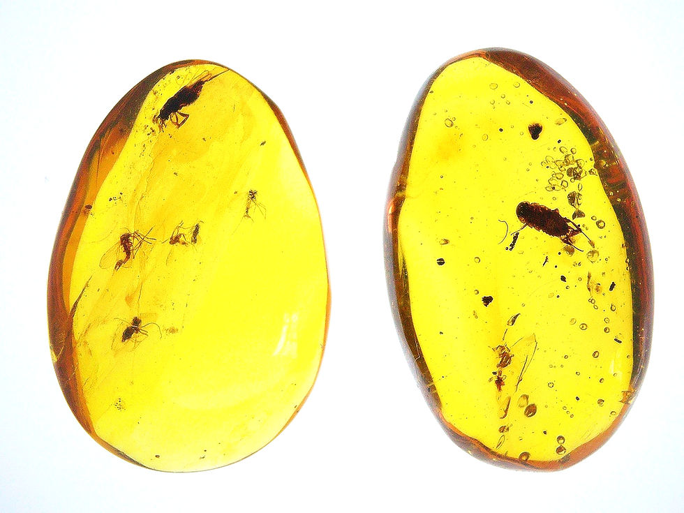 Thumbnail: 2 Burmese amber with insects over light board