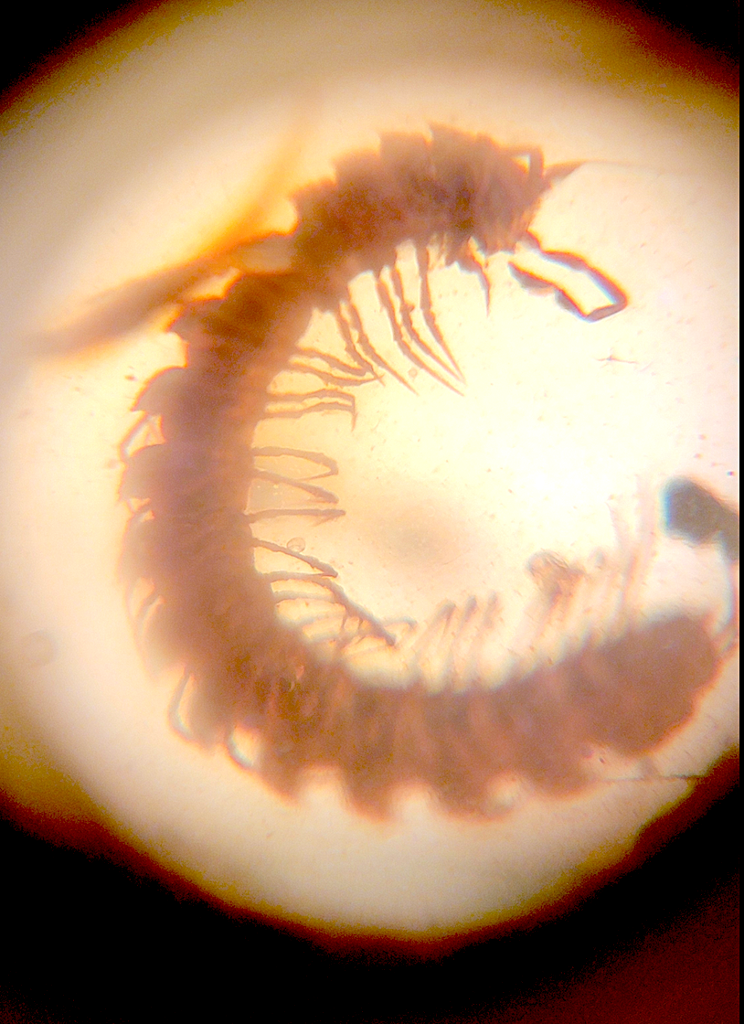 Microscope view of a fossilized Cretaceous millipede in amber, showing fine leg and body detail.