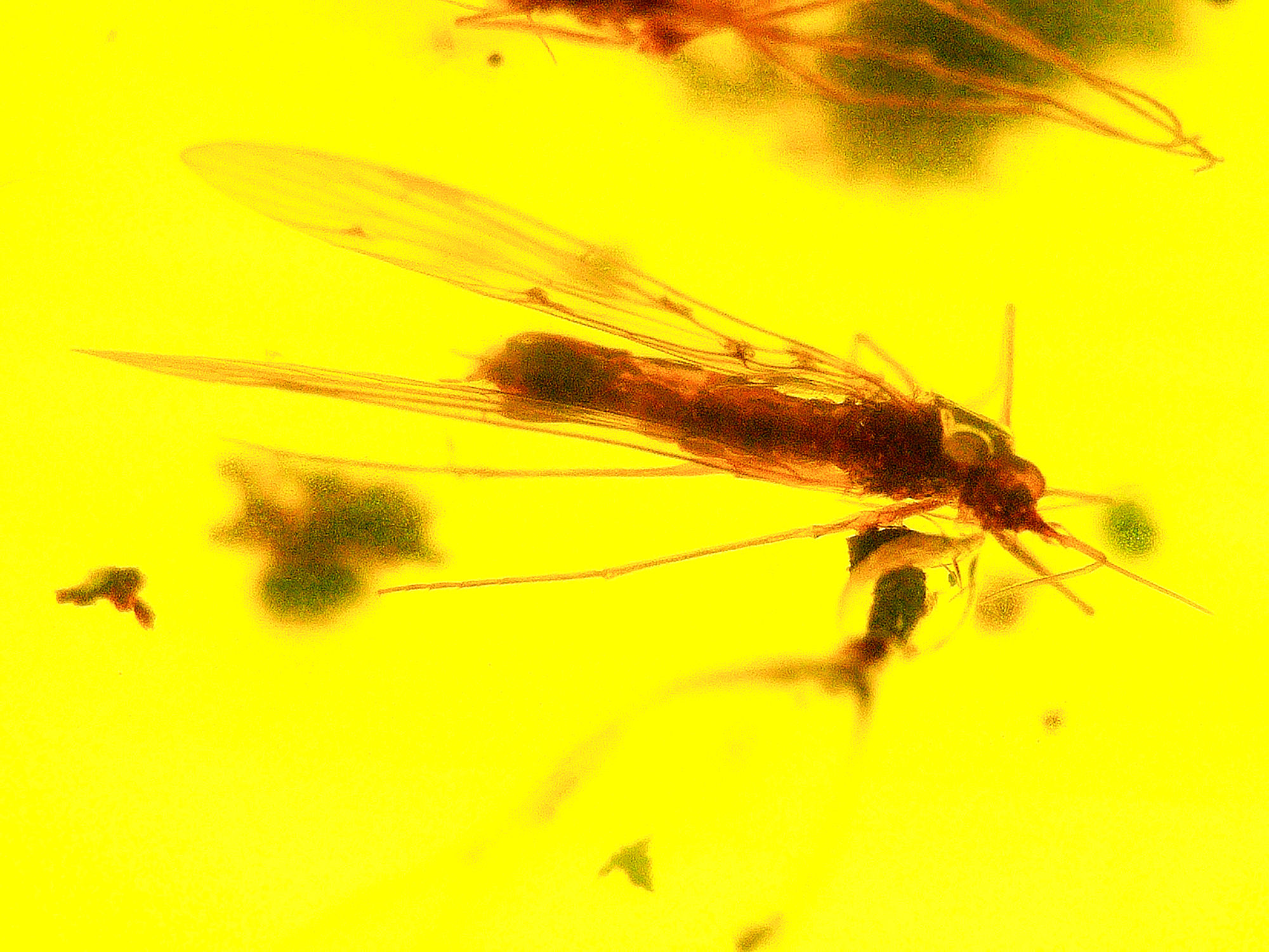 Burmese amber with mosquitoes inclusion under a microscope