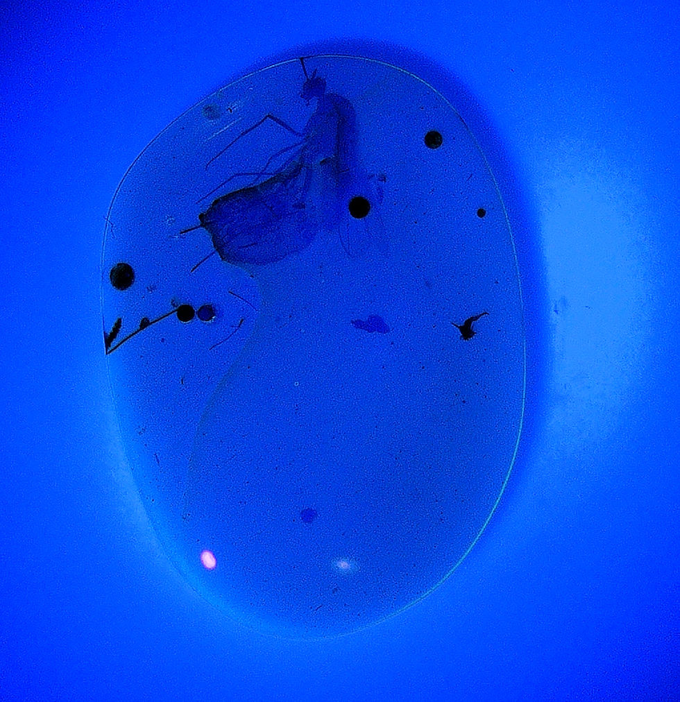 Thumbnail: Burmese Amber with mosquito inclusion under UV light