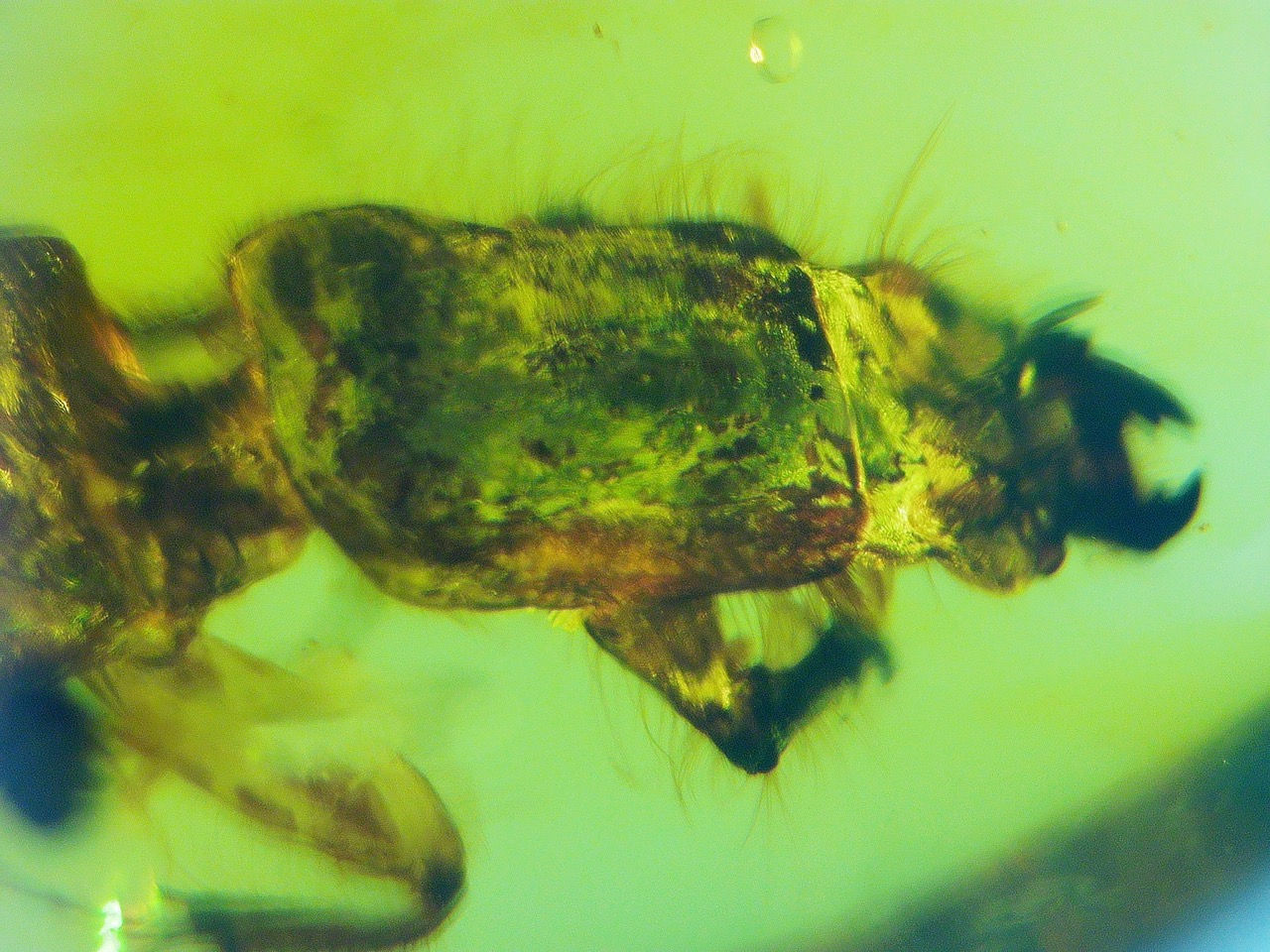 beetle mandibles in amber