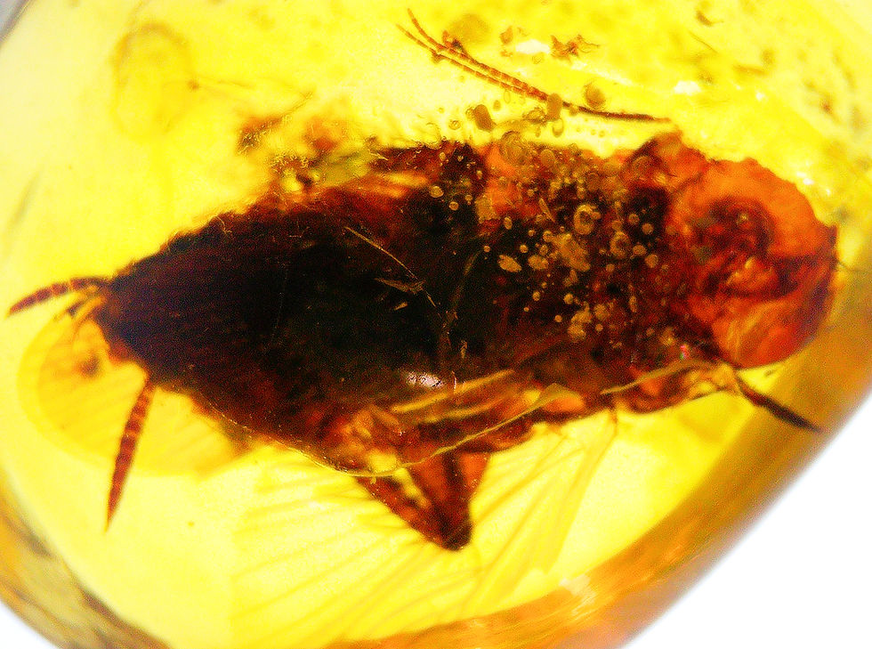 Thumbnail: Burmese amber with cockroach inclusion under a microscope