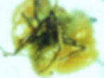 Burmese amber with insects under microscope