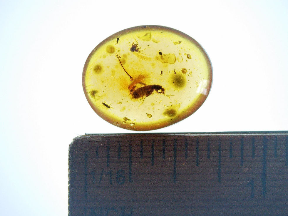 Thumbnail: Burmese amber with beetle over ruler