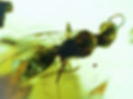 Burmese amber with fly under microscope