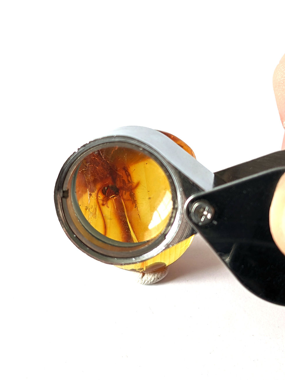 Thumbnail: Amber With Insects $343 • Clear Wasp