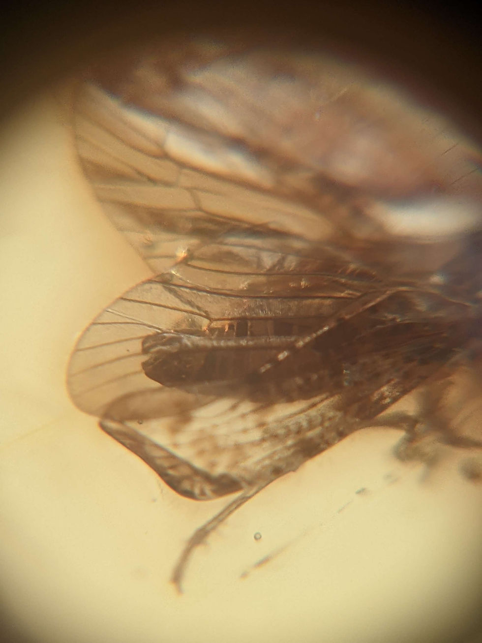 Thumbnail: Insects In Amber #189 • 1 Large Clear Moth 