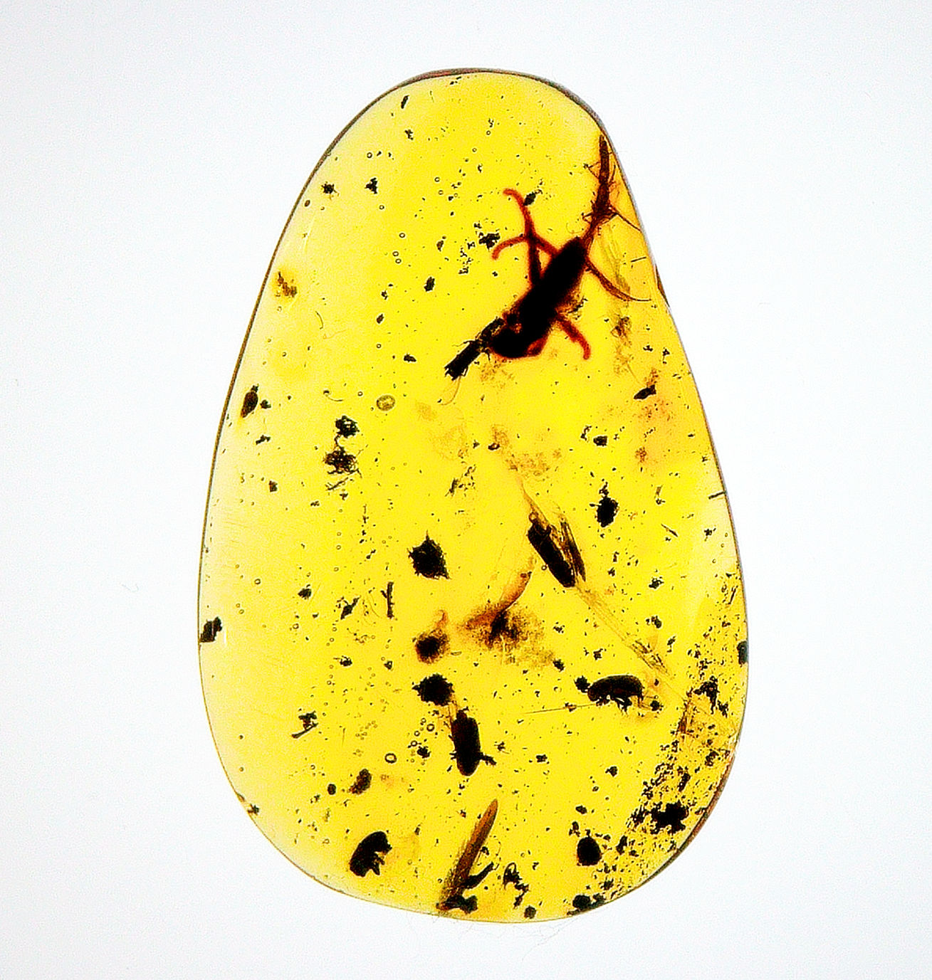Burmese Amber with beetle inclusion displayed on a light board