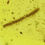 Thumbnail: Burmese amber with millipede under microscope