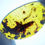 Thumbnail: Burmese amber with centipede held by two fingers